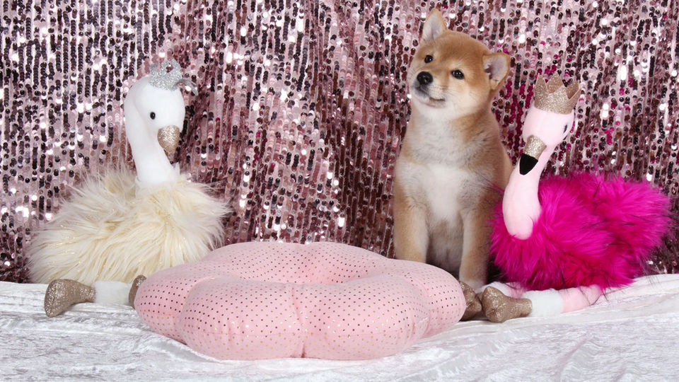 Shibalia Ruby Gotcha Day